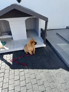Chow chow pup