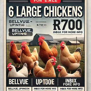 Chickens for sale