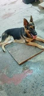 dogs - Ad posted by zaidjansen