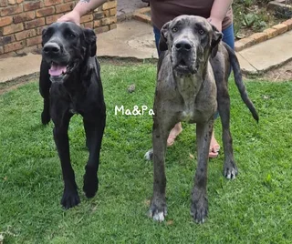 Great dane puppys