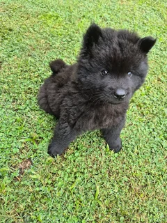 Chow Chow Puppy