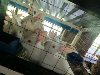 New Zealand white rabbits