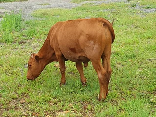 Cattle livestock bonsmara