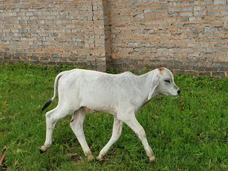 Cattle livestock Brahman