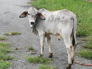 Cattle livestock Brahman