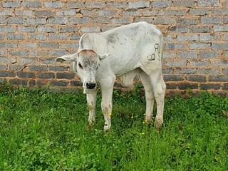 Cattle livestock Brahman