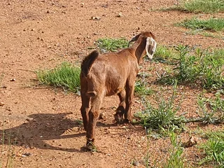 Livestock goats