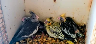 Cocketiels - Ad posted by Bernice Liebenberg