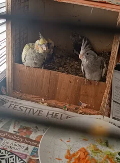 Cocketiels - Ad posted by Bernice Liebenberg