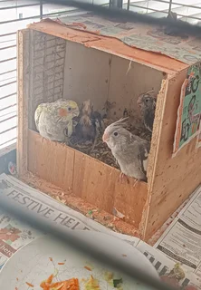 Cocketiels - Ad posted by Bernice Liebenberg