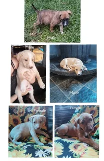 Pets - Ad posted by Stacey Evans