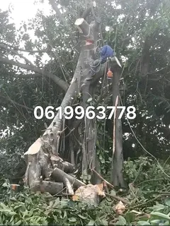 Action Tree Felling Services