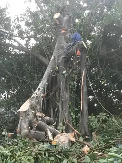 Action Tree Felling Services