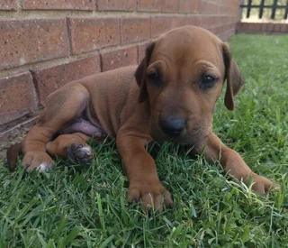 Rhodesian Ridgeback puppies