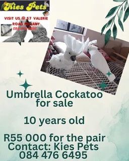 Umbrella Cockatoo Parrots for sale