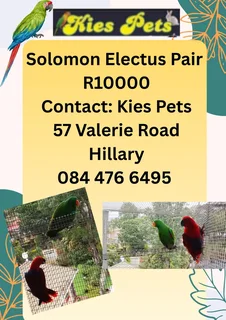 Solomon Electus parrot for sale