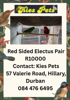 Red sided Electus Parrots for sale