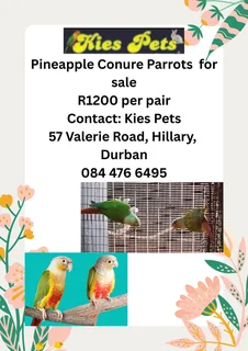Pineapple Conure Parrots for Sale