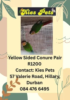 Yellow Sided Conure Parrots for sale