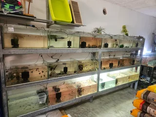 Various Fish available for sale