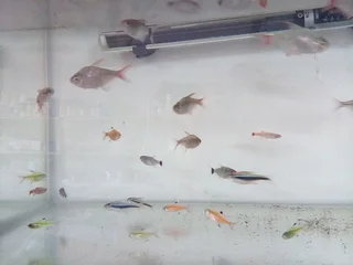 Tetras and Mollies For Sale