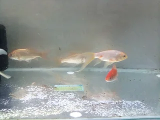 Big Gold Fish For Sale