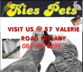 Require an experienced pet shop store assistant for Kies Pets