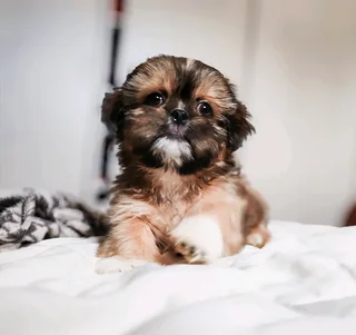 Miniature Shih Tzu Puppies