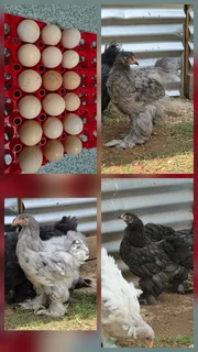 Fertile brahma eggs