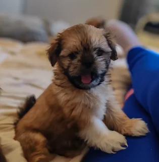 Miniature Shih Tzu Puppies