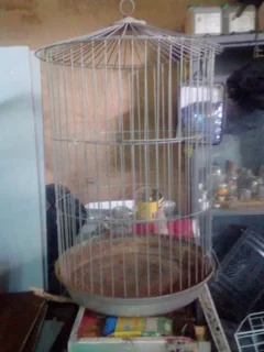 Parrot cage