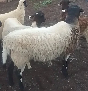 2 male sheep for sale @ Motswedi near Zeerust in NW Province