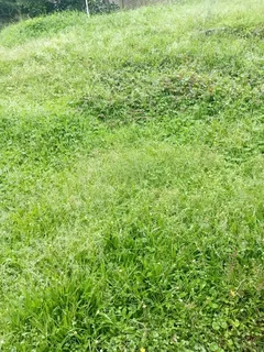 Gaza Tree felling and Garden services