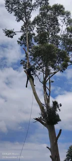 Aron Tree Felling 