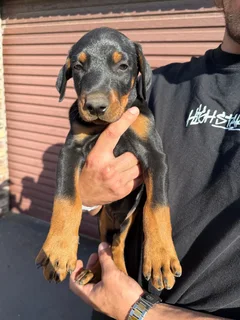 Doberman puppies