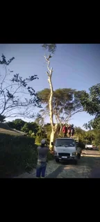 Shakeman Tree Felling And Stump Removal
