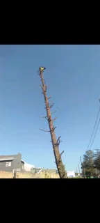 SHAKEMAN TREE FELLING AND STUMP REMOVAL