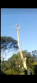 SHAKEMAN TREE FELLING AND STUMP REMOVAL