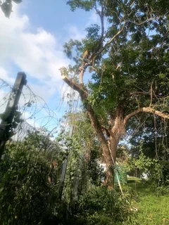 Shakeman Tree Felling And Stump Removal