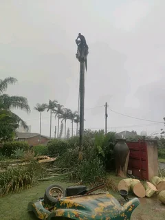 SHAKEMAN TREE FELLING AND STUMP REMOVAL