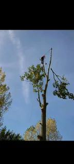 SHAKEMAN TREE FELLING AND STUMP REMOVAL