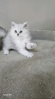 Chinchilla Persians