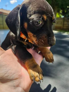 Dachshund Puppies