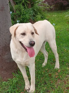 Labrador - Ad posted by basimane.pooe