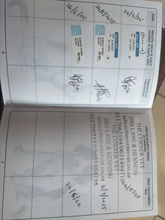 Labrador - Ad posted by basimane.pooe