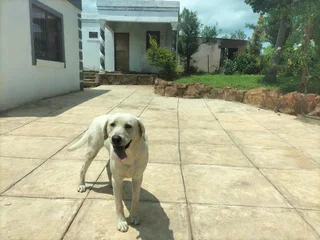 Labrador - Ad posted by basimane.pooe