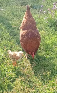 Chickens (egg layers)