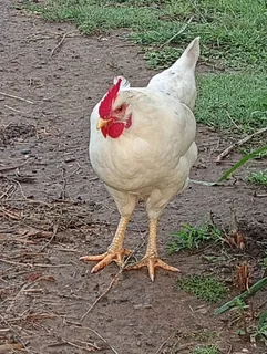 Chickens (egg layers)