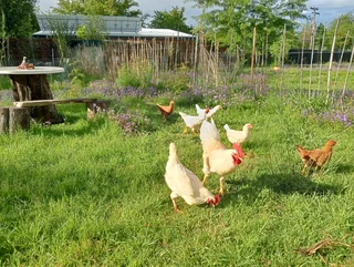 Chickens (egg layers)