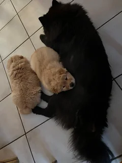 Chow Chow Puppies: Previous Litter SOLD | Future Litters Coming Soon